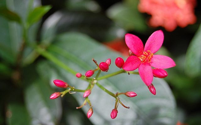exotic flowers (photo credit: CC-BY-pommru, Flickr) exotic flowers (photo credit: CC-BY-pommru, Flickr)
