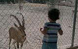 A child enjoys a visit to the Beersheba zoo (photo credit: CC-BY Eddau/Wikipedia)