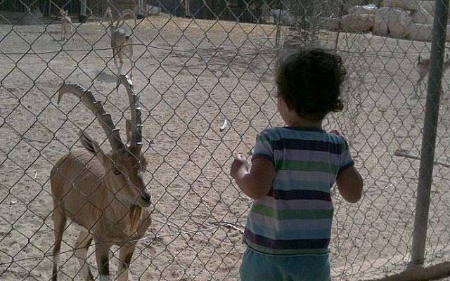 A child enjoys a visit to the Beersheba zoo (photo credit: CC-BY Eddau/Wikipedia) A child enjoys a visit to the Beersheba zoo (photo credit: CC-BY Eddau/Wikipedia)