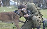 The IDF's dogs keep kosher for Passover (photo credit: Wagdi Ashtiyeh/Flash90)