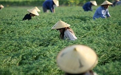 Chinese workers labor in a field (Photo credit: Moshe Shai/Flash90)