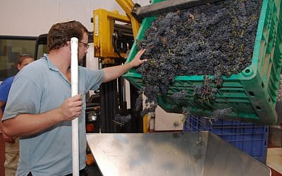 Grape sorting in the Golan Heights (photo credit: Flash90) Grape sorting in the Golan Heights (photo credit: Flash90)