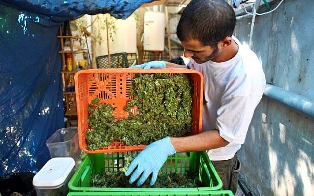 Medicinal marijuana in the pre-cookie stage (photo credit: Abir Sultan/ Flash 90)