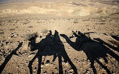 Tourists on a camel ride through the desert  (photo credit: Keren Freeman/Flash90)