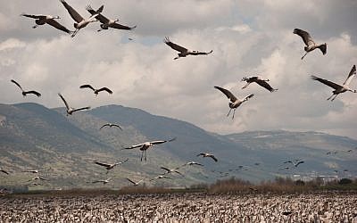 Cranes in the Hulla Valley. Tens of thousands of birds of over 200 species, including cranes, storks, pelicans, cormorants and egrets, stay in the reserve each year during their migration from Europe to Africa. (photo credit: Jorge Novominsky/Flash90) Cranes in the Hulla Valley. Tens of thousands of birds of over 200 species, including cranes, storks, pelicans, cormorants and egrets, stay in the reserve each year during their migration from Europe to Africa. (photo credit: Jorge Novominsky/Flash90)