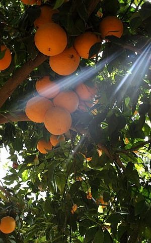Orange orchard near Netivot. (Photo credit: Yaakov Naumi/Flash90)