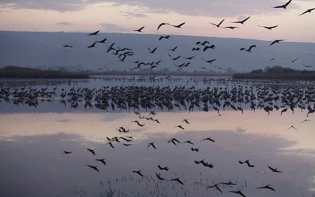 Birds flying over the Hula Lake in the Hula Valley in December (Haim Shohat/Flash90)