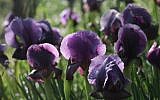 Irises of the variety stolen en masse from local nature reserves (photo credit: Yossi Zamir/Flash90)