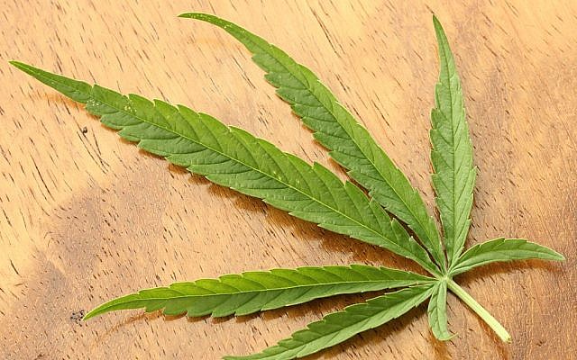 Marijuana (photo credit: JonRichfield/Wikipedia)