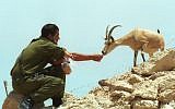 Israeli soldier feeding a wild ibex in the desert (photo credit: Flash90)