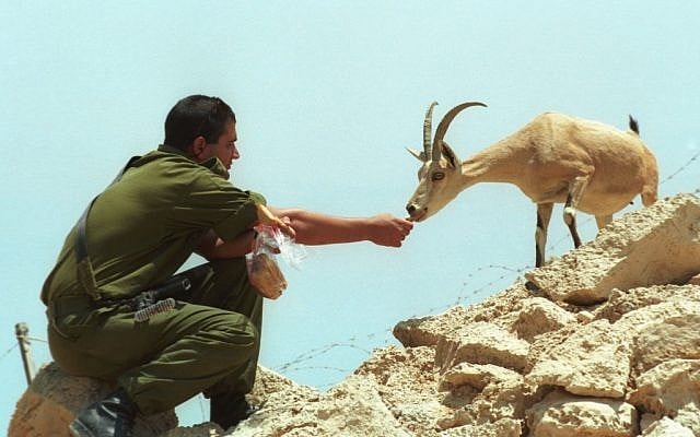 Israeli soldier feeding a wild ibex in the desert (photo credit: Flash90) Israeli soldier feeding a wild ibex in the desert (photo credit: Flash90)