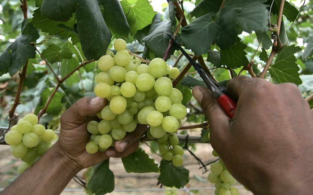 Illustrative: Harvesting grapes (photo credit: Rahim Katib/Flash 90)