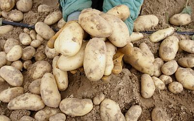Potatoes (Photo credit: Abed Rahim Khatib/Flash 90)