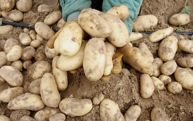 Potatoes (Photo credit: Abed Rahim Khatib/Flash 90)