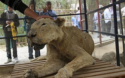 In this photo taken Wednesday, April 18, 2012 Palestinian schoolchildren watch zoo owner Mohammed Awaida pet a mummified lion at the Khan Younis zoo, southern Gaza Strip. (AP Photo/Adel Hana)