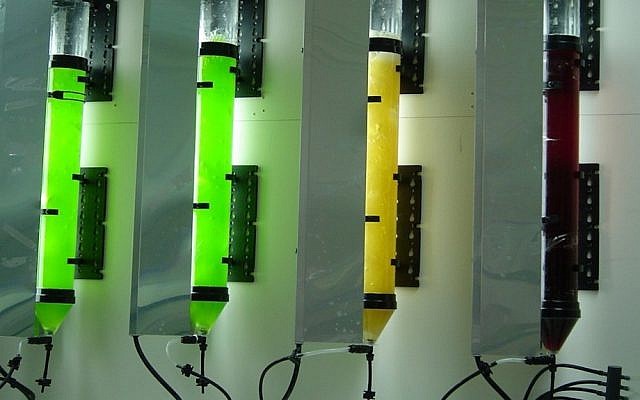 miRNA research at Rosetta Green's lab (Photo credit: Courtesy)