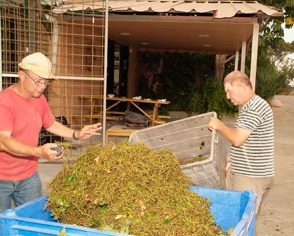 Tivka residents sorting grapes at Tulip (Courtesy Tulip Winery) Tivka residents sorting grapes at Tulip (Courtesy Tulip Winery)