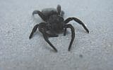 A velvet spider. (photo credit: CC-BY, Jon Richfield, Flickr)