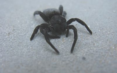 A velvet spider. (photo credit: CC-BY, Jon Richfield, Flickr)