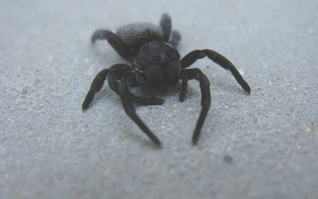 A velvet spider. (photo credit: CC-BY, Jon Richfield, Flickr) A velvet spider. (photo credit: CC-BY, Jon Richfield, Flickr)