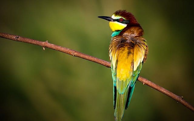 An example of a European bee-eater, not thought to be a Mossad agent. (photo credit: BY CC BY-SA Paco Gómez/Flickr)
