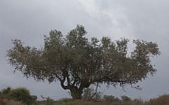 Nachal Tzipori. (photo credit: Yossi Zamir/Flash90)