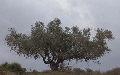 Nachal Tzipori. (photo credit: Yossi Zamir/Flash90)