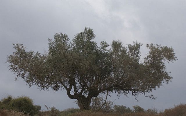 Nachal Tzipori. (photo credit: Yossi Zamir/Flash90)