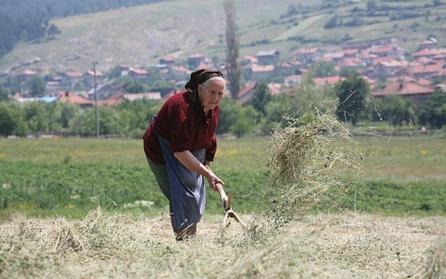 A woman collects hay in rural Bulgaria. (photo credit: Yossi Zamir/Flash90)