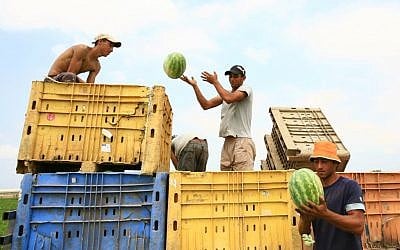 They're not cantaloupes, but they are melons (photo credit: Chen Leopold/Flash 90)