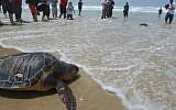 A rehabilitated sea turtle heading back to the sea after being released by members of the national center for saving sea turtles. (illustrative photo credit: Gili Yaari/Flash90)