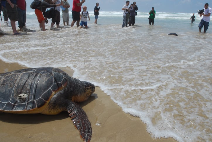A rehabilitated sea turtle heading back to the sea after being released by members of the national center for saving sea turtles. (illustrative photo credit: Gili Yaari/Flash90) A rehabilitated sea turtle heading back to the sea after being released by members of the national center for saving sea turtles. (illustrative photo credit: Gili Yaari/Flash90)