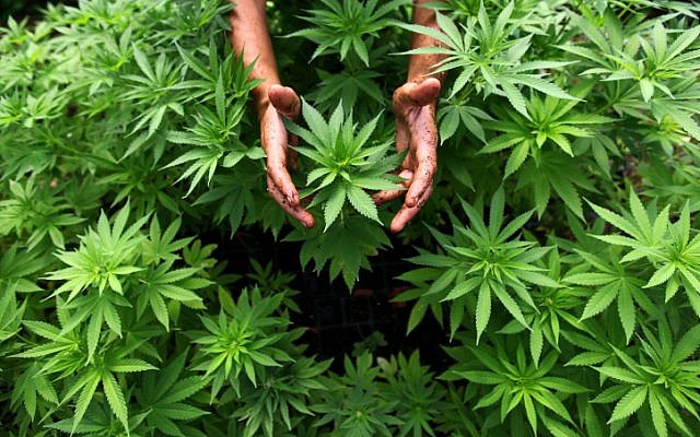 A worker tends to cannabis plants at the Tikun Olam growing facility. (photo credit: Abir Sultan/Flash 90)