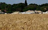Illustrative: Wheat fields near Kibbutz Einat in central Israel. (Moshe Shai/Flash90)