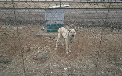 An Air Force guard dog at work, with no shade in sight (Photo credit: Courtesy Let the Animals Live)
