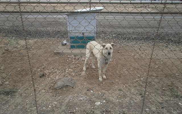 An Air Force guard dog at work, with no shade in sight (Photo credit: Courtesy Let the Animals Live) An Air Force guard dog at work, with no shade in sight (Photo credit: Courtesy Let the Animals Live)