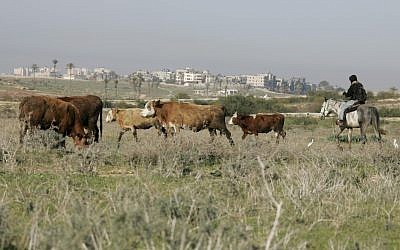Cows graze in the south of Israel; Gaza can be seen in the background (photo credit: Anna Kaplan/Flash90)