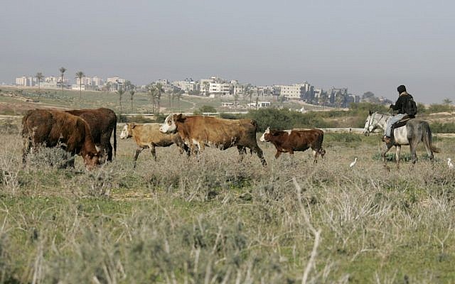 Cows graze in the south of Israel; Gaza can be seen in the background (photo credit: Anna Kaplan/Flash90)