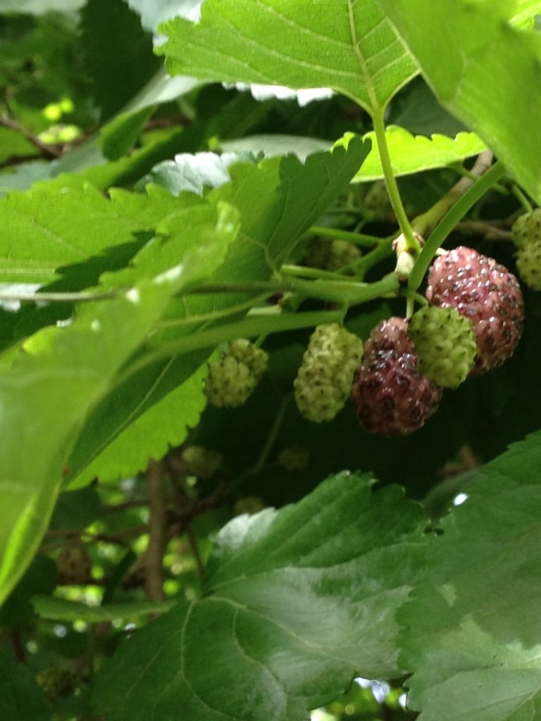 Here we go round the mulberry bush | The Times of Israel