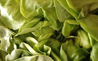 Some bibb lettuce (photo credit: Jessica Steinberg)