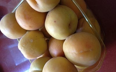 Apricots fresh from the market (photo credit: Jessica Steinberg)