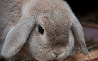 Illustrative picture of a bunny. (photo credit: CC BY captainsubtle, Flickr)