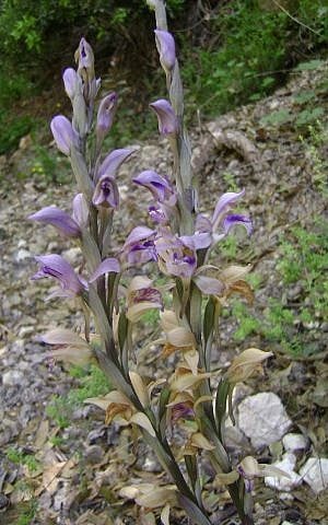Plants native to the Galilee inspire Moriel (photo credit: Courtesy)