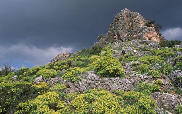 Wild flowers grow on a mountain top in Nahal Me'arot National Park (photo credit: Doron Horowitz/Flash90)