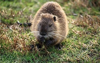 A rock hyrax (photo credit: Doron Horowitz/Flash90)