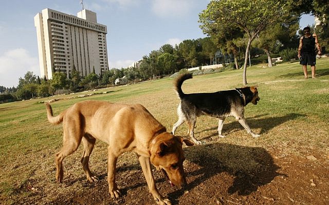 Jerusalem hopes to ensure that after dogs enjoy the park, people can too (photo credit: Miriam Alster/Flash90)