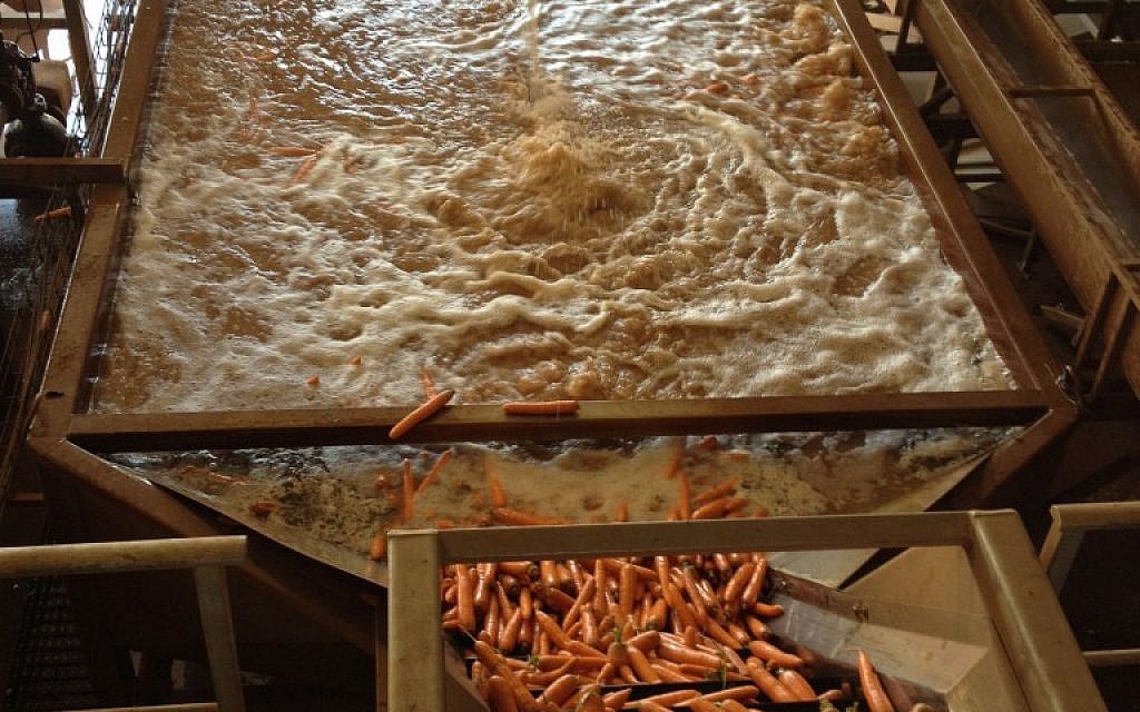 Washing the carrots, a task that was once accomplished by kibbutzniks with their booted feet (photo credit: Jessica Steinberg/Times of Israel) Washing the carrots, a task that was once accomplished by kibbutzniks with their booted feet (photo credit: Jessica Steinberg/Times of Israel)