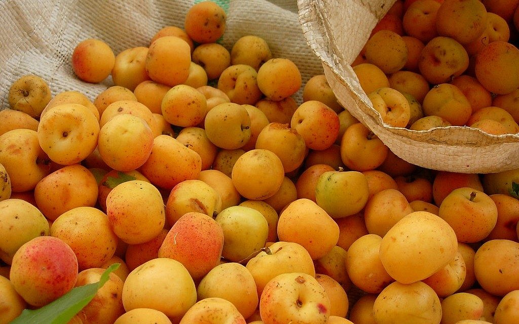 Apricots are on sale now -- but not for long (photo credit: Citrus5/CCSA Wikimedia Commons)