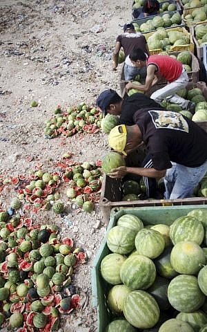 Palestinian workers destroy watermelons grown in Jewish settlements, near the West Bank city of Jenin, in 2010. (photo credit: Mohammed Ballas/AP) Palestinian workers destroy watermelons grown in Jewish settlements, near the West Bank city of Jenin, in 2010. (photo credit: Mohammed Ballas/AP)