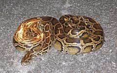 Burmese python (photo credit: CC-BY SA 3.0, by CGrapes429, Wikimedia Commons)